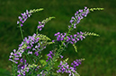 Linaria_purpurea_LP0634_03_Kings_Wood