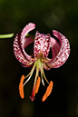 Lilium_martagon_LP0146_15_Mickleham