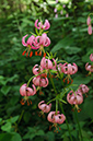 Lilium_martagon_LP0461_07_Headley