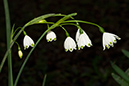 Leucojum_aestivum_LP0110_29_Dunsfold