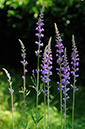 Linaria_purpurea_LP0315_01_South_Croydon