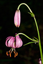 Lilium_martagon_LP0146_09_Mickleham