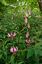 Lilium_martagon_LP0581_16_Headley