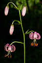 Lilium_martagon_LP0146_06_Mickleham