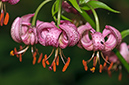 Lilium_martagon_LP0461_18_Headley