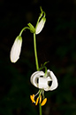 Lilium_martagon_LP0144_04_Box_Hill