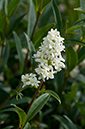 Ligustrum_vulgare_LP0213_18_Wembury