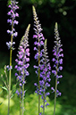 Linaria_purpurea_LP0315_04_South_Croydon