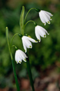 Leucojum_aestivum_LP0611_10_South_Croydon