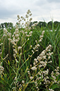 Lepidium_latifolium_LP0628_29_Nutfield_Marsh