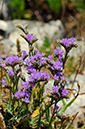 Limonium_recurvum_LP0319_72_Portland