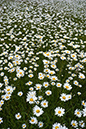 Leucanthemum_vulgare_LP0135_06_Bletchingley