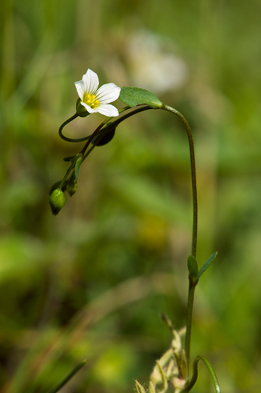 Linum_catharticum_LP0235_33_Betchworth_Quarry