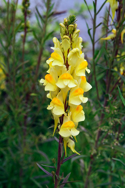 Linaria_vulgaris_LP0317_031_Hampton_Court