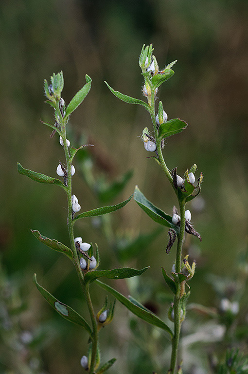 Lithospermum_officinale_LP0551_04_Langley_Vale