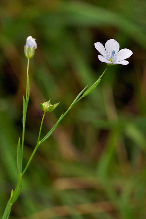 Linum_bienne_LP0250_03_Wembury