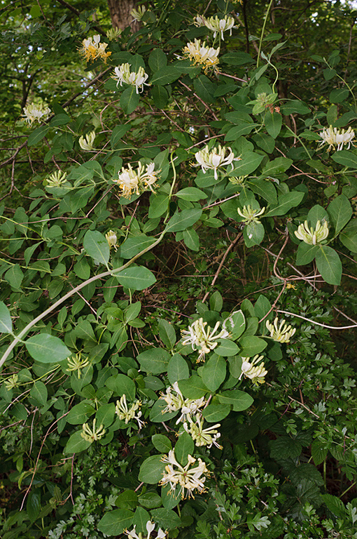 Lonicera_periclymenum_LP0574_05_Frylands_Wood