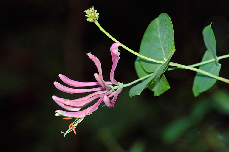 Lonicera_caprifolium_LP0466_08_Epsom_Downs