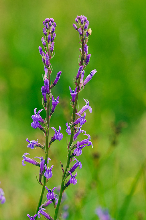 Lobelia_urens_LP0212_07_Andrews_Wood
