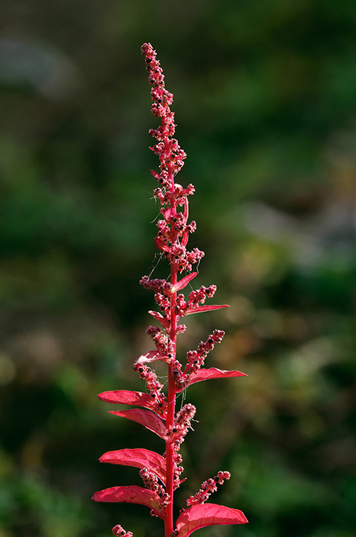 Lipandra_polysperma_LP0550_27_Langley_Vale