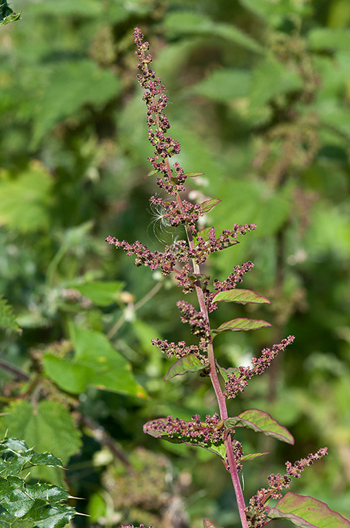 Lipandra_polysperma_LP0541_17_Langley_Vale