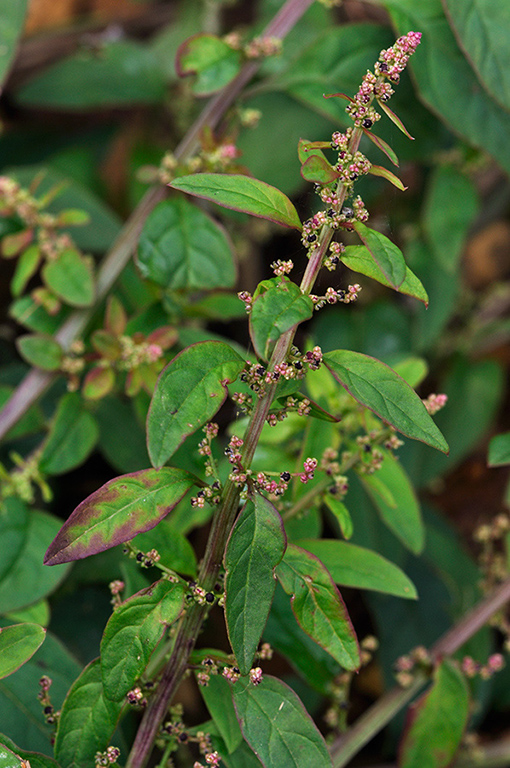 Lipandra_polysperma_LP0289_30_Thursley