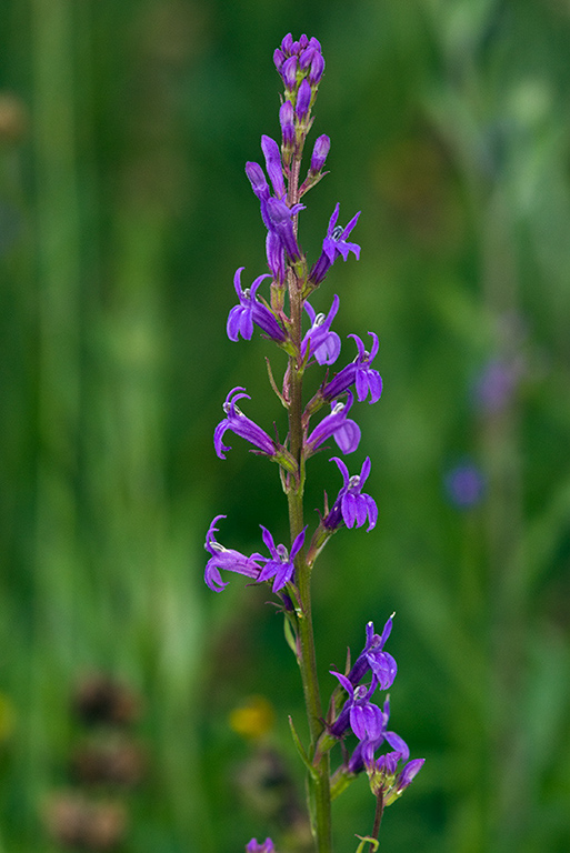 Lobelia_urens_LP0156_21_Andrews_Wood