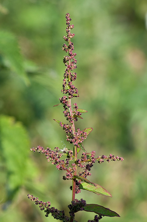 Lipandra_polysperma_LP0541_18_Langley_Vale