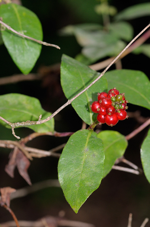 Lonicera_periclymenum_LP0379_47_Brookwood_Cemetery