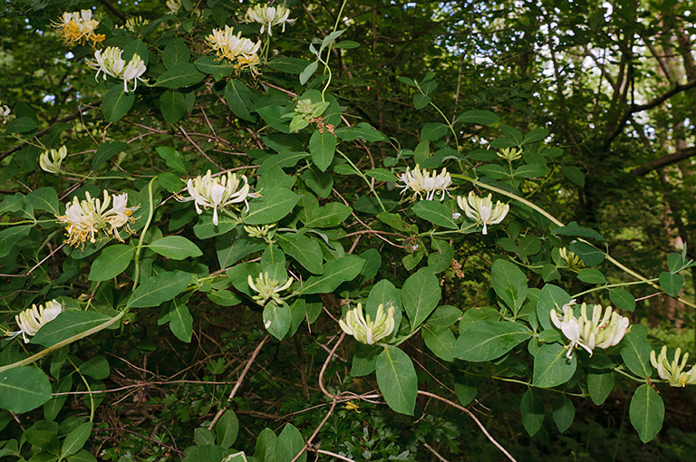 Lonicera_periclymenum_LP0574_06_Frylands_Wood