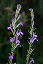 Lobelia_urens_LP0062_06_Andrews_Wood