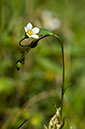 Linum_catharticum_LP0235_33_Betchworth_Quarry