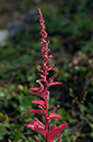 Lipandra_polysperma_LP0550_25_Langley_Vale