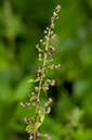 Lipandra_polysperma_LP0218_36_Runnymede