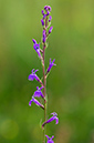 Lobelia_urens_LP0212_10_Andrews_Wood