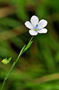 Linum_bienne_LP0250_07_Wembury