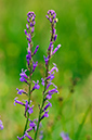 Lobelia_urens_LP0212_07_Andrews_Wood