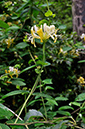 Lonicera_periclymenum_LP0249_34_Limpsfield_Chart