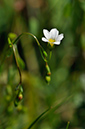 Linum_catharticum_LP0235_39_Betchworth_Quarry