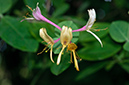 Lonicera_caprifolium_LP0583_08_Epsom_Downs