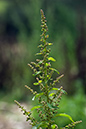 Lipandra_polysperma_LP0175_90_Wotton