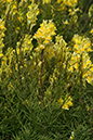 Linaria_vulgaris_LP0165_42_Riddlesdown