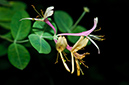 Lonicera_caprifolium_LP0583_07_Epsom_Downs