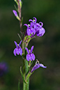 Lobelia_urens_LP0059_56_Andrews_Wood