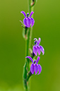 Lobelia_urens_LP0212_15_Andrews_Wood