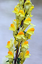 Linaria_vulgaris_LP0317_009_Hampton_Court