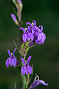 Lobelia_urens_LP0059_62_Andrews_Wood