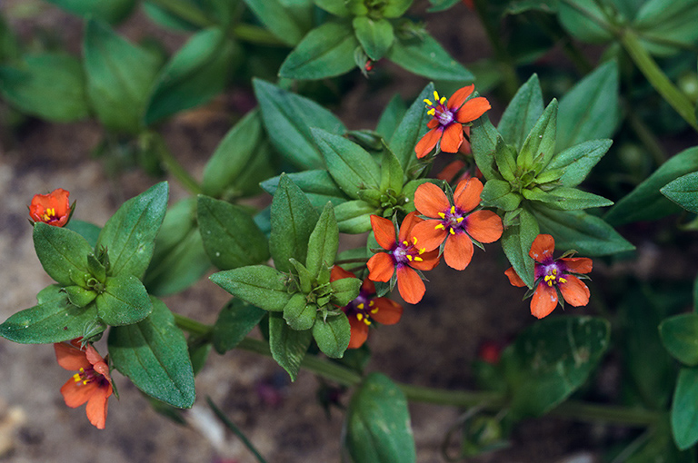 Lysimachia_arvensis_LP0684_02_Buckland