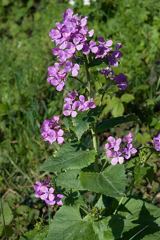 Lunaria_annua_LP0112_44_Burgh_Heath