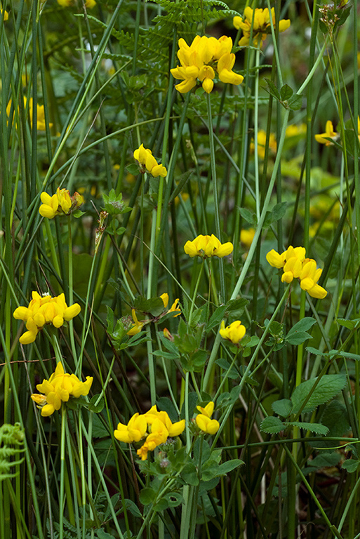 Lotus_pedunculatus_LP0156_39_Andrews_Wood